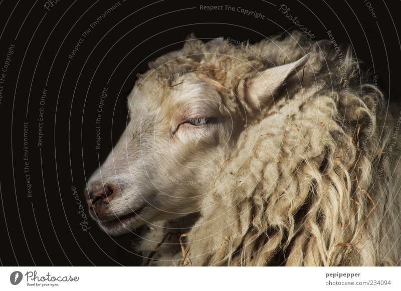 portrait Animal Farm animal Animal face Pelt 1 Soft Emotions Beautiful Sheep Exterior shot Close-up Detail Neutral Background Animal portrait Downward