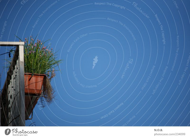 balkonies Summer Balcony Balcony plant Sky Cloudless sky Sunlight Plant Blue Colour photo Exterior shot Deserted Copy Space right Copy Space top