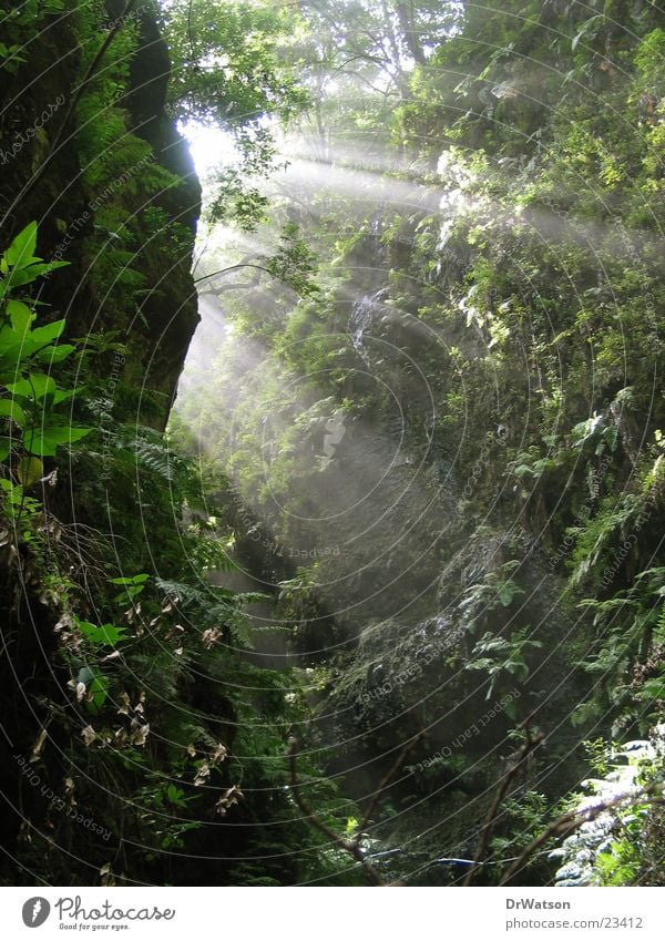 sunrays Sunbeam Canyon Plant Wall of rock Lighting Barranco Pteridopsida Rock