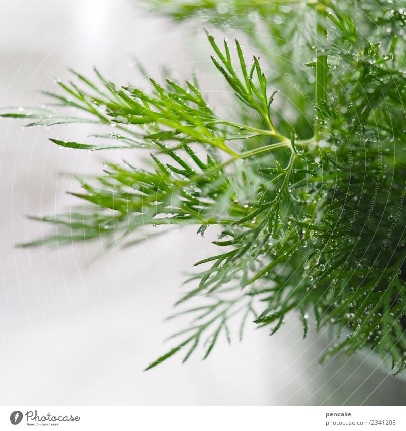 Dill to fish food Food Herbs and spices Nutrition Authentic Fragrance Fresh Healthy Delicious Fish dish Green Drops of water Colour photo Interior shot Close-up