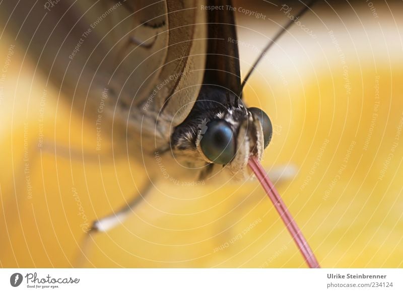 Sweet tongue Animal Wild animal Butterfly 1 Observe Looking Sit Wait Esthetic Exotic Delicious Curiosity Beautiful Brown Yellow Uniqueness Nature Orange