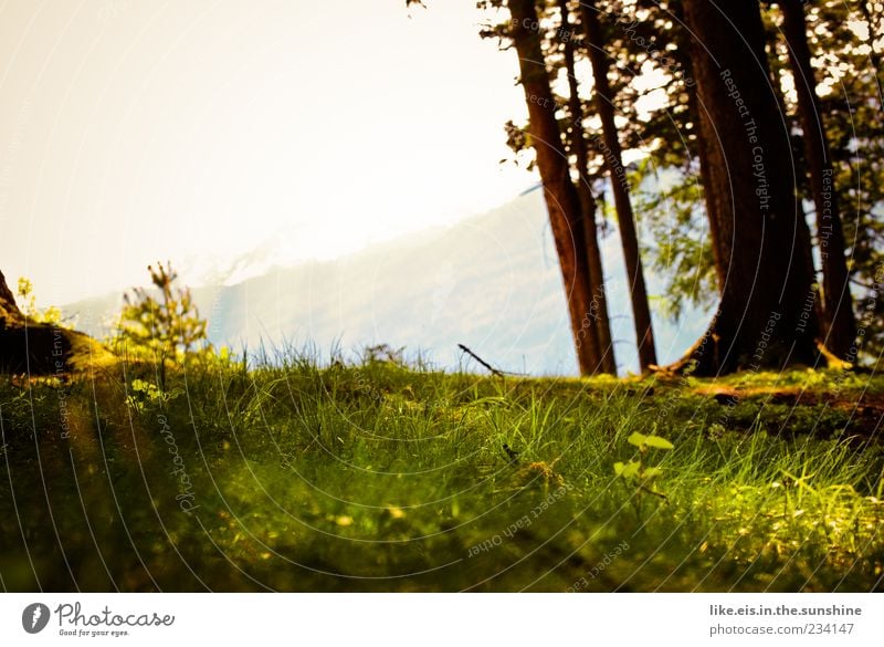 the perfect place for a picnic Senses Relaxation Calm Fragrance Summer Mountain Environment Nature Landscape Plant Horizon Spring Beautiful weather Tree Grass