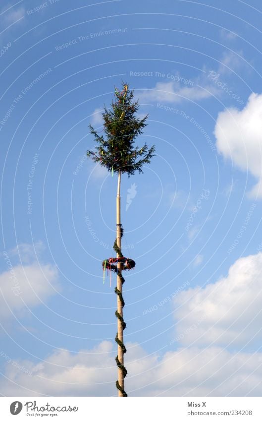 maypole Feasts & Celebrations Sky Clouds Spring Beautiful weather Tree Multicoloured Tradition Old fashioned May May tree Fairs & Carnivals Decoration Tall