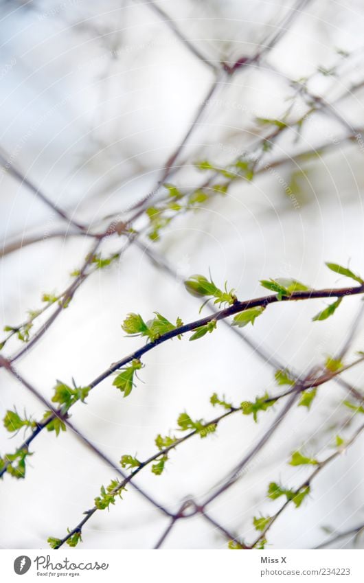 Fresh shoots Nature Plant Spring Tree Bushes Leaf Growth Shoot Light green Leaf bud Wire netting fence Fence Colour photo Exterior shot Close-up