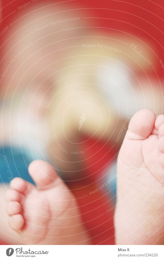 little feet Human being Baby Feet 1 0 - 12 months Small Cute Beginning Life Toes Diminutive Colour photo Multicoloured Close-up Detail Shallow depth of field