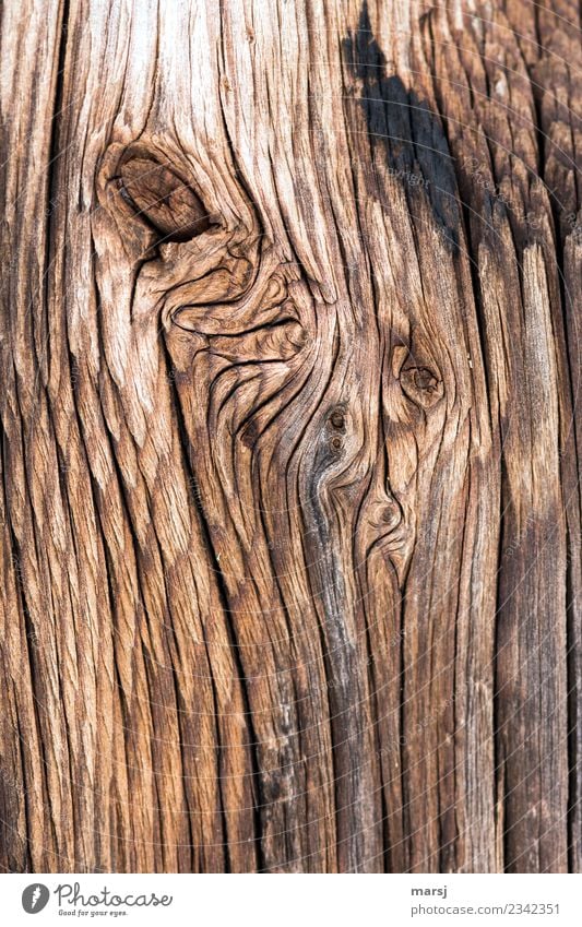 Texture gnarled Wood grain Crack & Rip & Tear Old Authentic Weathered Headstrong Rustic Background picture Colour photo Subdued colour Exterior shot Close-up