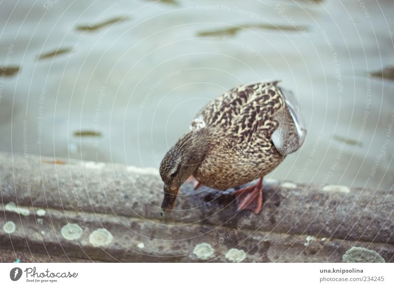 The duck stays outside! Nature Water Fountain Wild animal Wing Feather Duck 1 Animal Swimming & Bathing Stand Wet Full-length well edge Edge Reflection