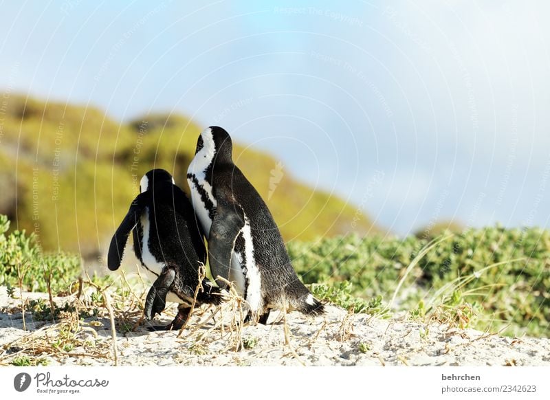 escape attempt?! Vacation & Travel Tourism Trip Adventure Far-off places Freedom Nature Sky Plant Grass Beach Ocean Wild animal Wing Penguin Web-footed birds 2