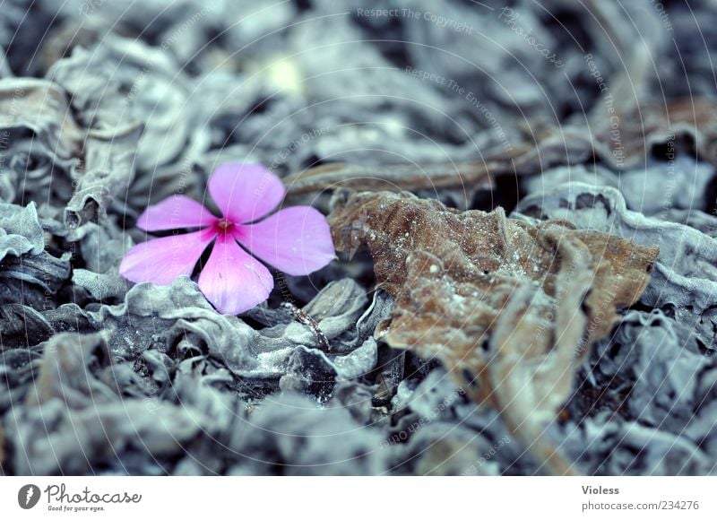 transience Nature Plant Blossom Illuminate Faded Natural Gray Variable Leaf Transience Colour photo Exterior shot Close-up Macro (Extreme close-up) Contrast