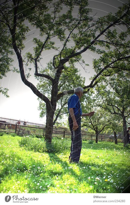 grandparents Garden Craftsperson Gardening Human being Masculine 1 60 years and older Senior citizen Landscape Plant Spring Beautiful weather Tree Grass