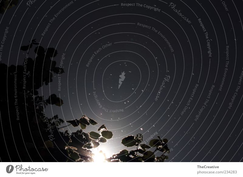 pollen flight Sun Sunlight Plant Leaf Dark Gray Pollen Seed plant Subdued colour Exterior shot Deserted Copy Space right Copy Space top Day Twilight Back-light