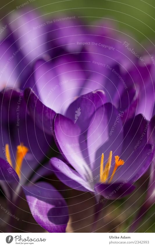 Purple crocuses (Crocus) in detail Easter Nature Plant Spring Flower Blossom Garden Park Blossoming Beautiful Violet Spring fever Anticipation Delicate Pistil