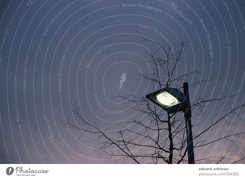 The Shimmering Hour Dark Lantern Lamp Tree Sky Colour photo Subdued colour Exterior shot Copy Space left Copy Space top Neutral Background Twilight