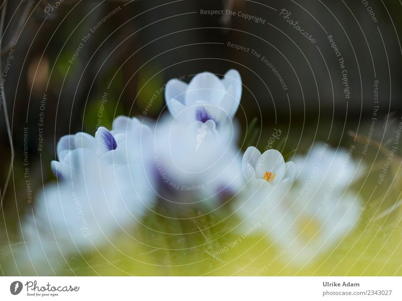 A hint of crocus Easter Nature Plant Spring Flower Grass Blossom Crocus Garden Park Blossoming Discover Exceptional Soft Green White Minimalistic Blur Delicate