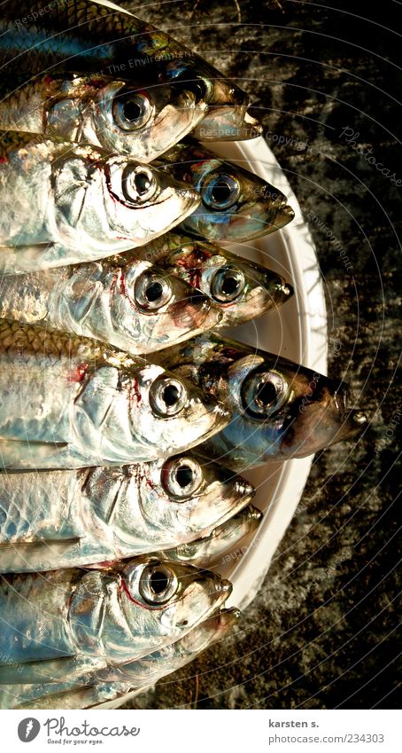 Fishy Fragrance Wet Slimy Silver Equal Colour photo Close-up Animal portrait Reflection Dead animal Many Head Fish eyes Bucket Bird's-eye view Captured