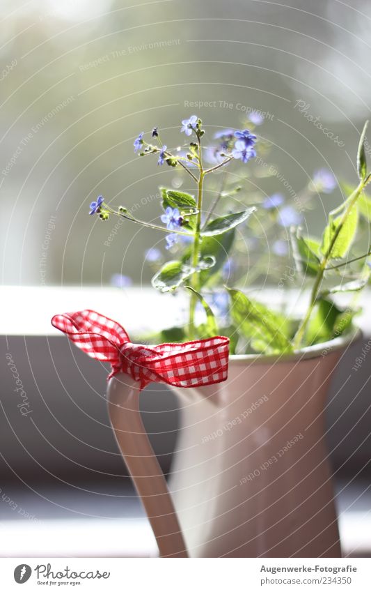 Never forget mine Plant Spring Flower Leaf Blossom Wild plant Forget-me-not Blue White Flower vase Colour photo Interior shot Detail Neutral Background Day