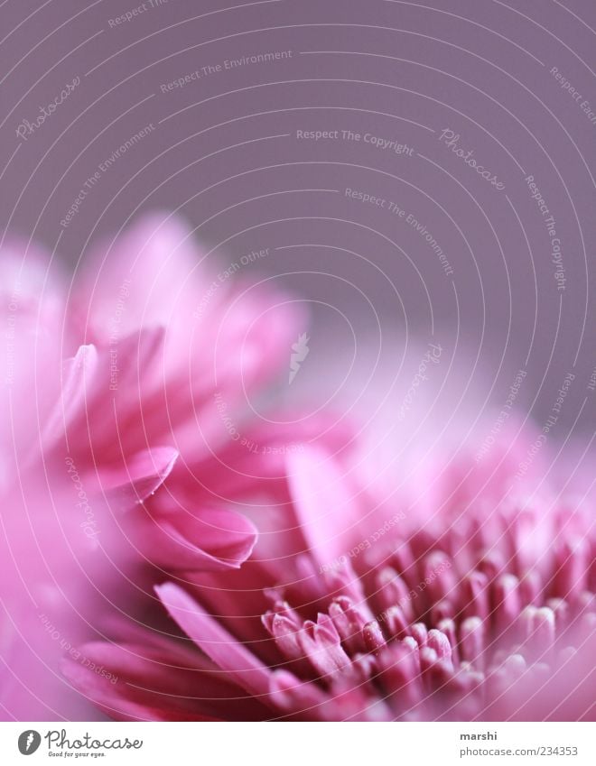 my spring is pink Nature Plant Flower Violet Pink Blossom Blossom leave Pistil Blur Detail Macro (Extreme close-up) Spring Spring fever Spring flower