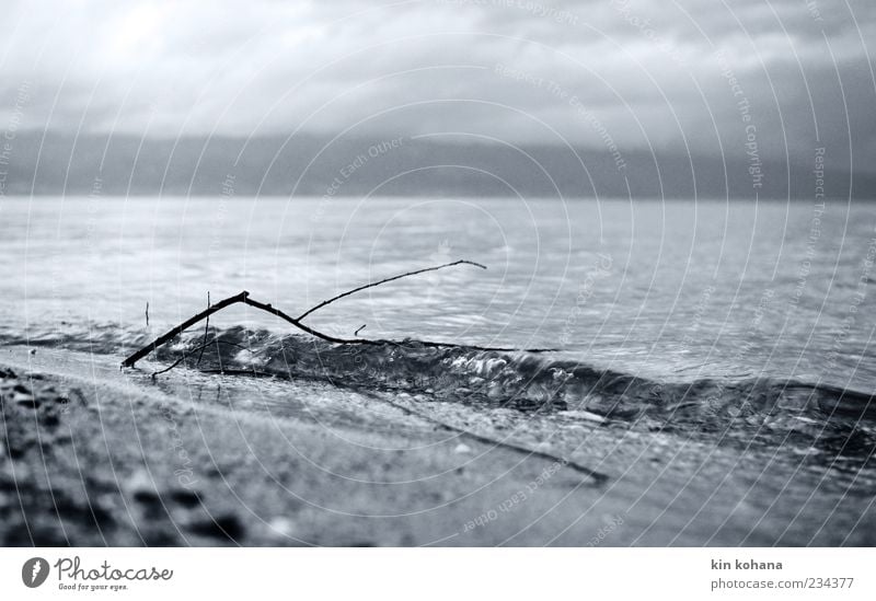 You're missing Landscape Water Lakeside Longing Black & white photo Deserted Twigs and branches Worm's-eye view Apocalyptic sentiment Surface of water