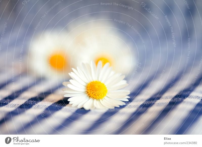 Daisy Picnic Spring Flower Bright Checkered Blue-white Summer Tablecloth Pistil Blossom leave Delicate Close-up Ease Alpine Colour photo Detail