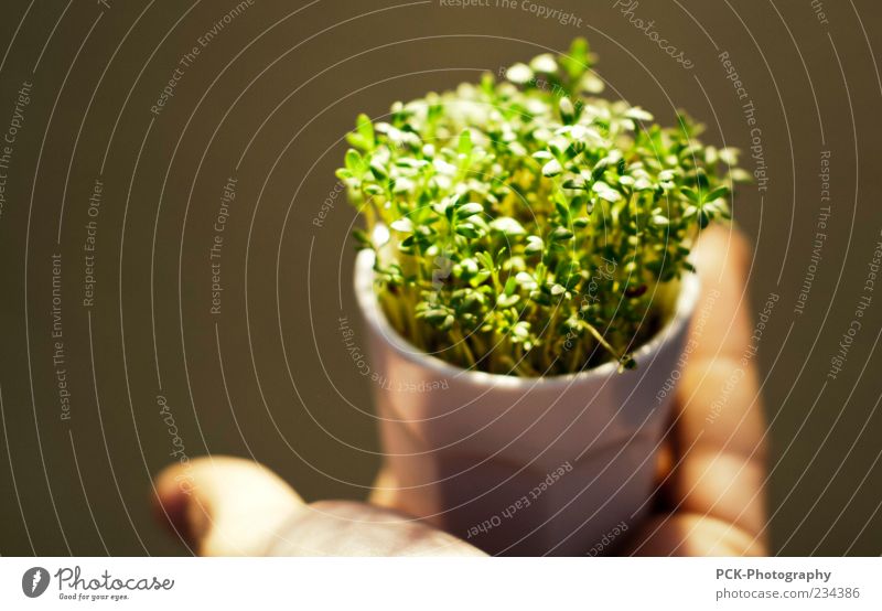 crusty Herbs and spices Plant Grass Foliage plant Agricultural crop Fragrance Colour photo Shallow depth of field To hold on Hand Neutral Background Flowerpot