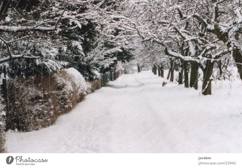 A winter day Winter Cold White Tree Mountain Snow camenz Lanes & trails