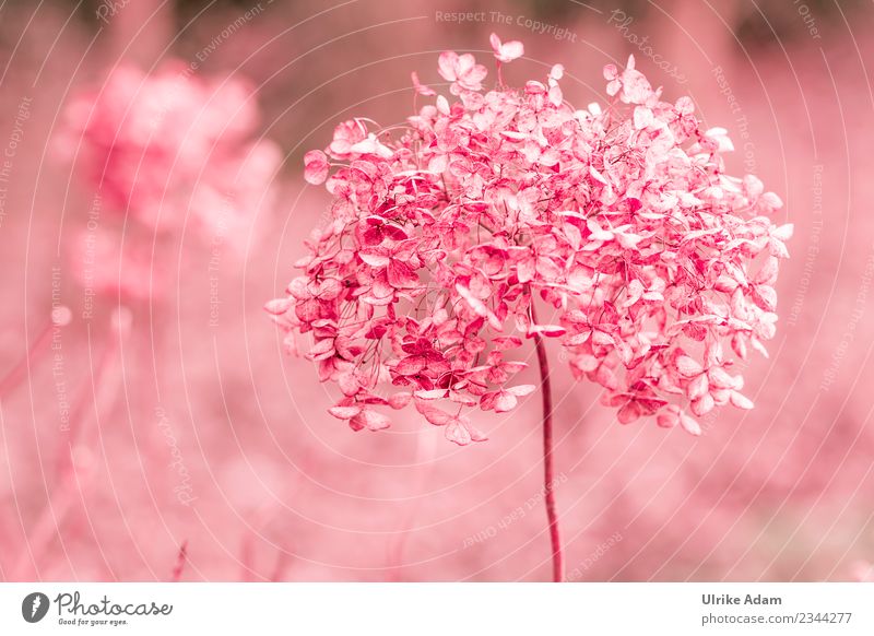 Withered hydrangeas in pink Elegant Wellness Life Harmonious Well-being Contentment Relaxation Calm Meditation Decoration Wallpaper Image Funeral service Nature