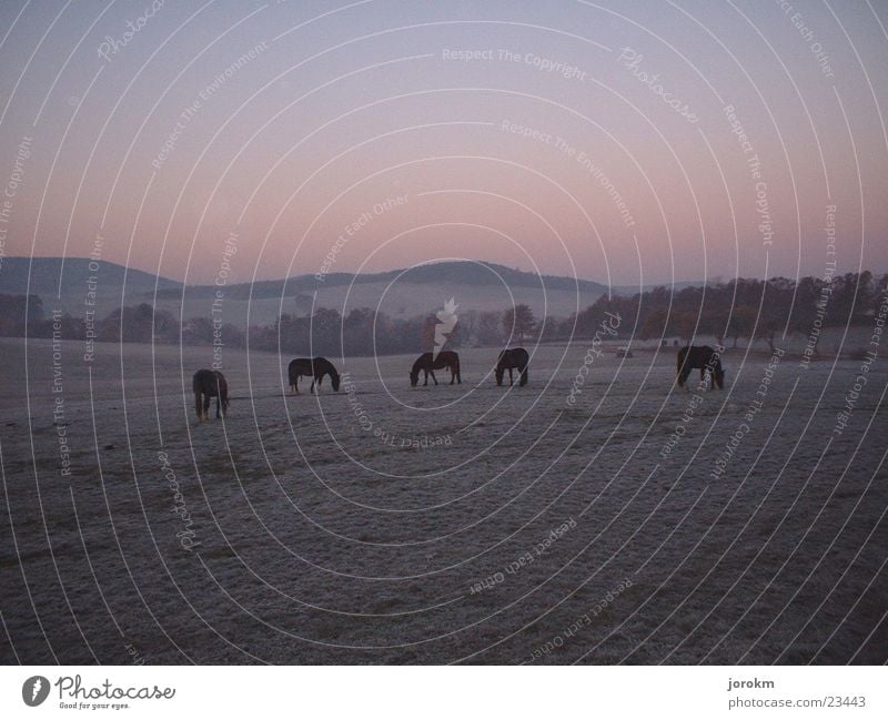 break of dawn Morning Hoar frost Horse Pasture Autumn Mountain Dawn