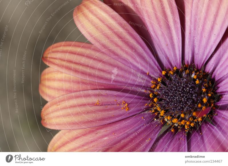 flower power Environment Nature Plant Spring Summer Beautiful weather Flower Blossom Multicoloured Violet Pink Colour photo Exterior shot Close-up Detail