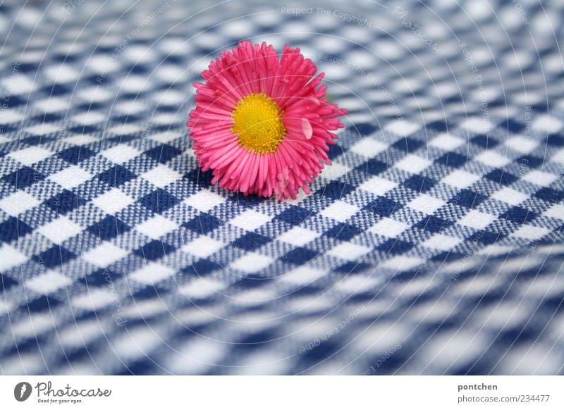 Pink daisies lie on a blue and white checked fabric. Pattern, checkered. Spring. Plant Esthetic Blue Yellow White Checkered bleed Cloth Blur Colour photo