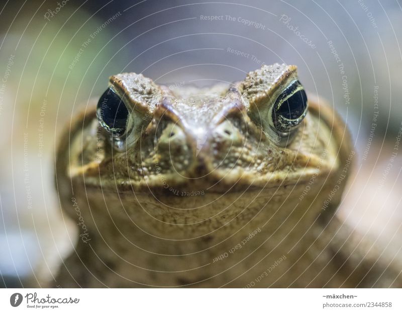 Look me in the eyes little one... Animal Frog 1 Fat Near Earnest Macro (Extreme close-up) Painted frog Opposite Neutral Nose Face Green Looking