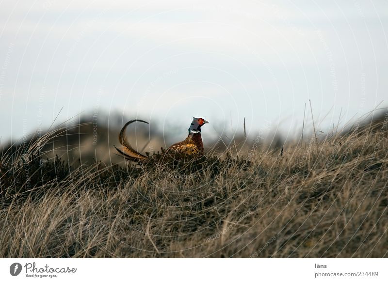 Spiekeroog | Cockckel Environment Nature Landscape Plant Sky Grass Animal Wild animal Bird Pheasant 1 Observe Esthetic Swagger Upright gait Curved District