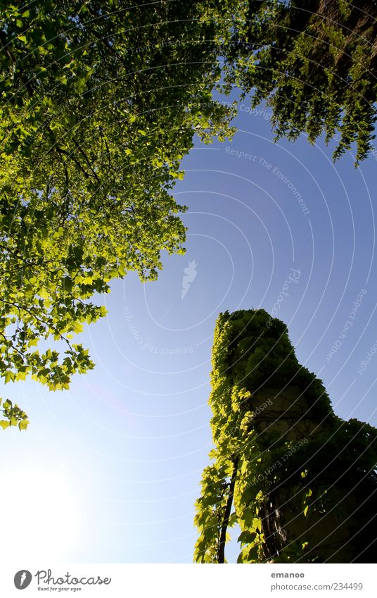 tree tower Environment Nature Landscape Air Sky Cloudless sky Climate Weather Beautiful weather Plant Tree Bushes Ivy Tower Tall Green Growth Leaf Leaf canopy