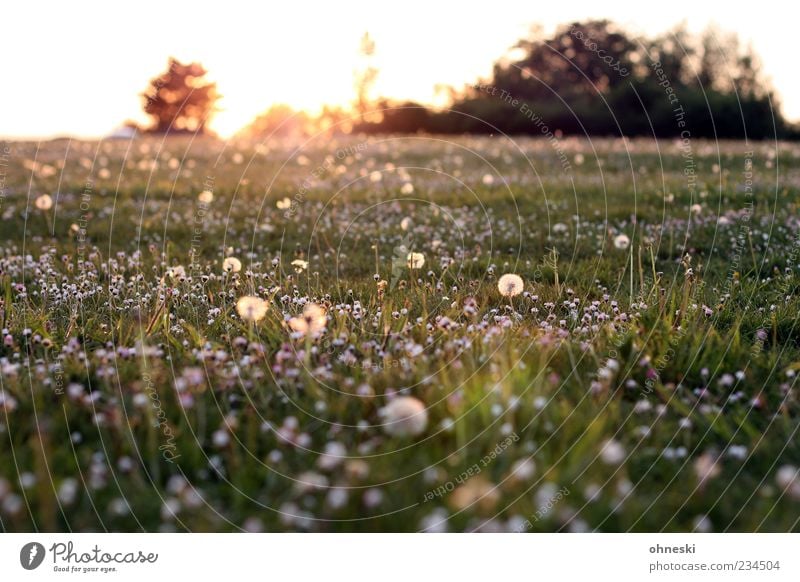 good morning Nature Plant Horizon Sun Sunrise Sunset Sunlight Spring Beautiful weather Flower Grass Blossom Park Meadow Green Spring fever Optimism Life Peace