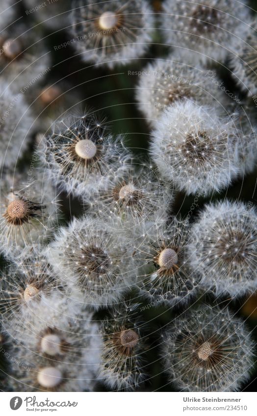 Ephemeral Nature Plant Spring Flower Seed Field Stand Esthetic Decline Transience Propagation Multiple Delicate Fine Airy Dandelion Tailed seeds Medicinal plant