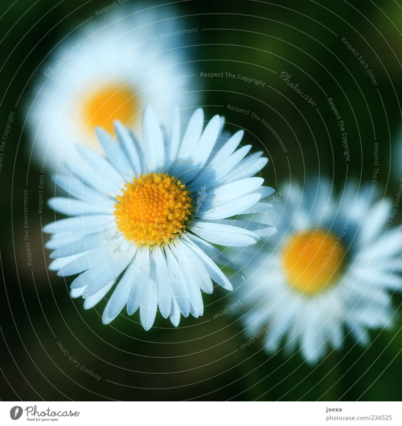 3star Flower Near Round Beautiful Yellow Green White Colour Colour photo Multicoloured Exterior shot Macro (Extreme close-up) Day Light Shadow