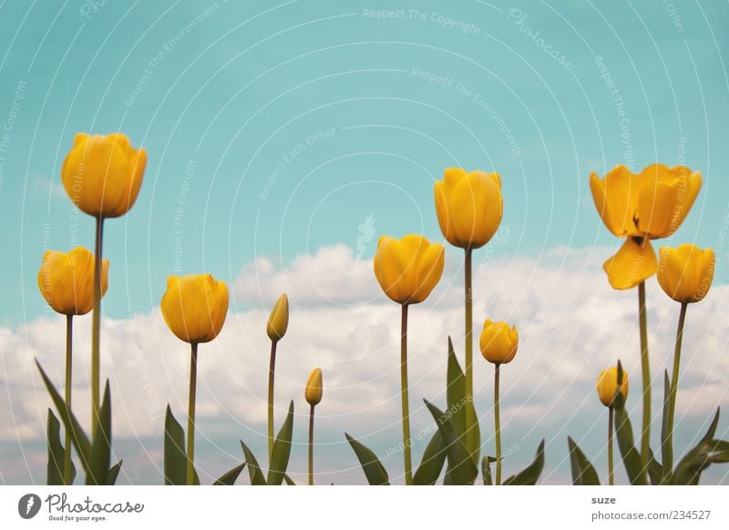 Growth of the yellow dolls Garden Environment Nature Landscape Plant Sky Clouds Spring Summer Climate Beautiful weather Tulip Blossoming Fragrance Friendliness