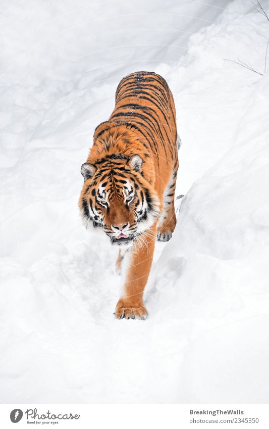 High angle view of tiger walking on snow Nature Animal Winter Snow Wild animal Animal face Zoo Tiger amur tiger siberian tiger Big cat Cat Mammal Carnivore 1