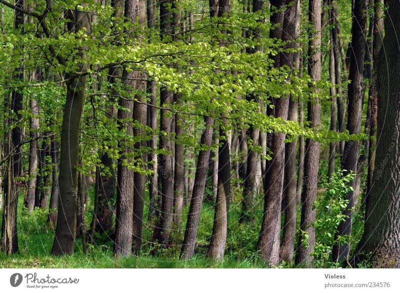 forest whispers Environment Nature Plant Spring Tree Forest Brown Green Leaf Tree trunk Tree bark Colour photo Exterior shot Deserted Day Twigs and branches