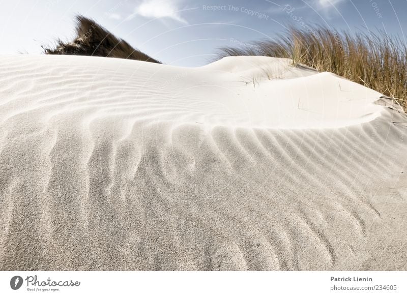 Spiekeroog. Because it was beautiful. Environment Nature Landscape Plant Elements Earth Sand Air Sky Clouds Sunlight Weather Beautiful weather Wind Bushes Leaf