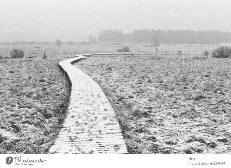 19.02.11 (P+I=15) Nature Landscape Fog Snow Fen Lanes & trails Footbridge Far-off places Hiking Nature reserve Bog Woodway Analog Black & white photo