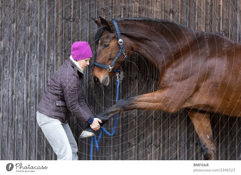 Streching for horses Leisure and hobbies Ride Sports Fitness Sports Training Equestrian sports veterinary surgeon Human being Feminine Woman Adults 1