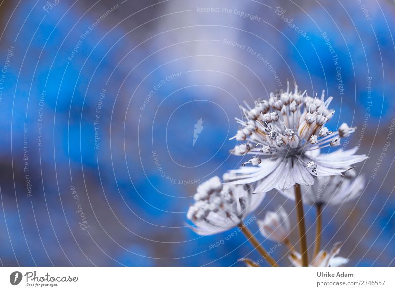 Flower of the Star Condolas (Astrantia) Elegant Wellness Life Harmonious Well-being Contentment Relaxation Calm Meditation Image Card Background picture Pattern