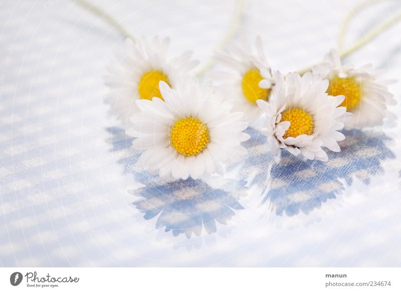 daisy photo Nature Spring Flower Blossom Daisy Bright Beautiful Blue White Spring fever Colour photo Deserted Copy Space left Copy Space bottom