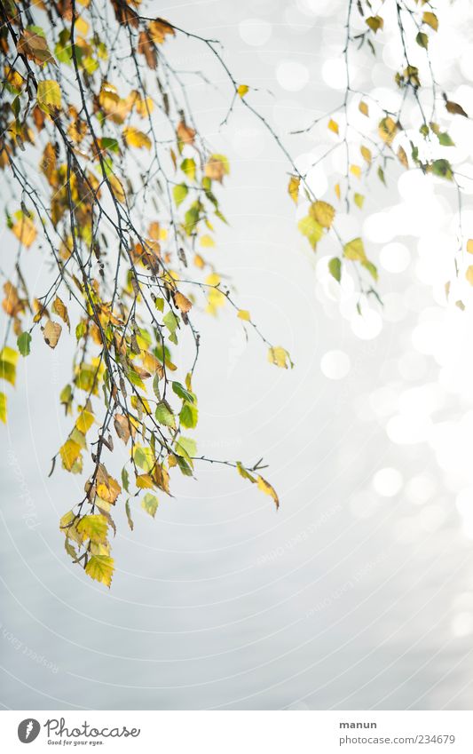 birch photo Nature Summer Autumn Tree Leaf Twigs and branches Birch leaves Birch tree Autumnal Early fall Autumnal colours Natural Beautiful Calm Colour photo