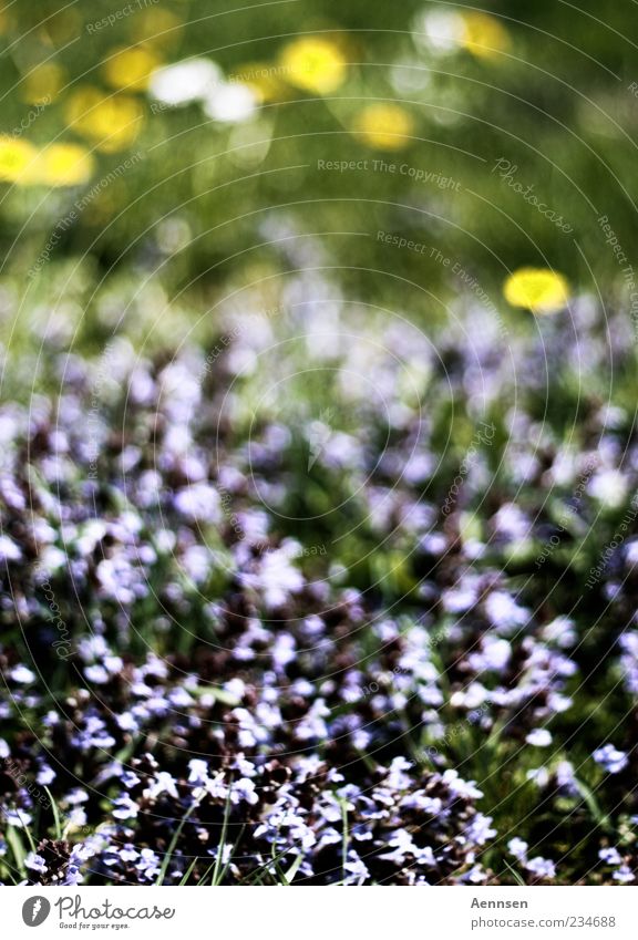 Flowers as far as the eye can see Plant Sunlight Summer Beautiful weather Grass Blossom Blossoming Fragrance Yellow Violet Moody Spring fever Calm Emotions