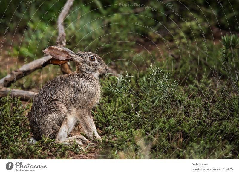 freedom Trip Adventure Freedom Expedition Environment Nature Rain Grass Bushes Garden Park Animal Wild animal Animal face Hare & Rabbit & Bunny Hare ears Wet