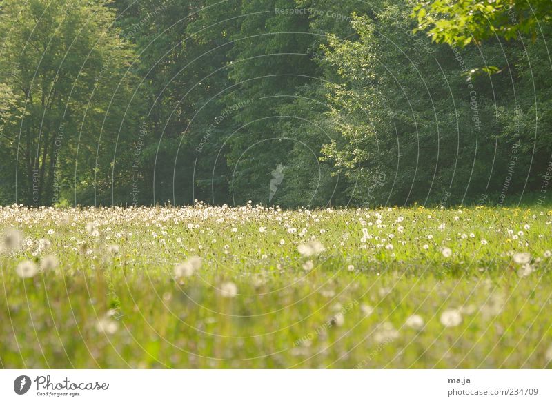 Behind skyscraper Environment Nature Landscape Plant Spring Weather Beautiful weather Tree Flower Grass Bushes Blossom Foliage plant Wild plant Dandelion Meadow