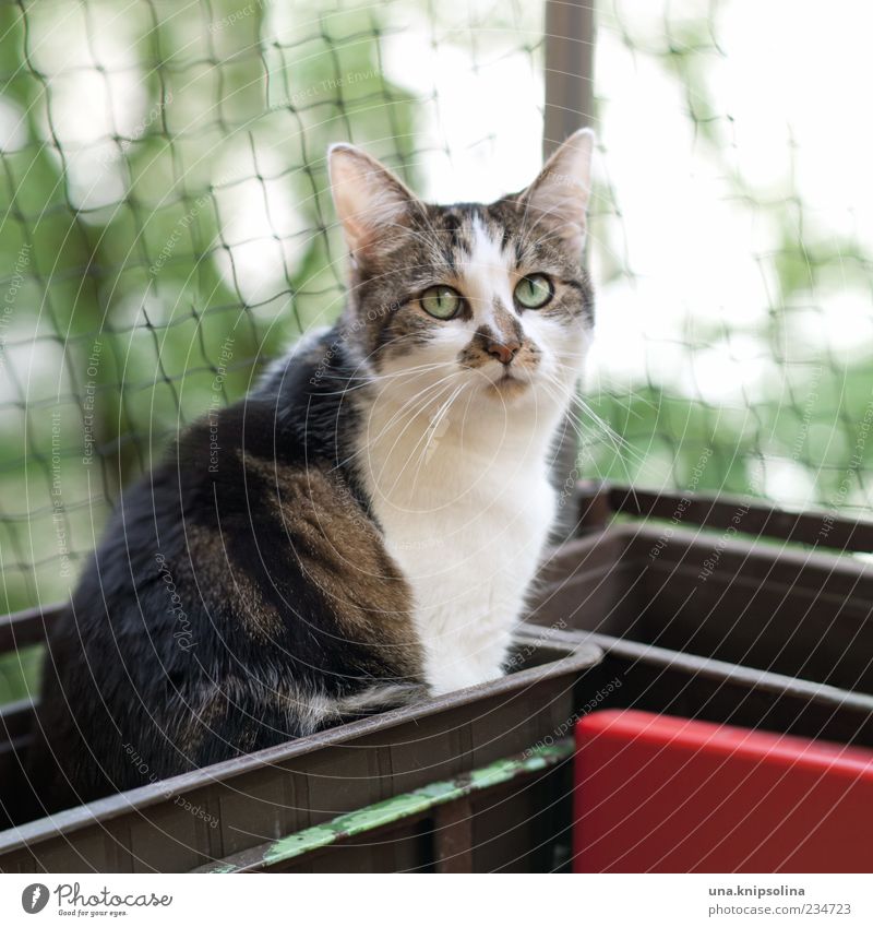 flower box-lotta Nature Tree Balcony Animal Pet Cat Pelt 1 Observe Sit Window box Net Domestic cat Whisker Copy Space top Copy Space right Cute Loop