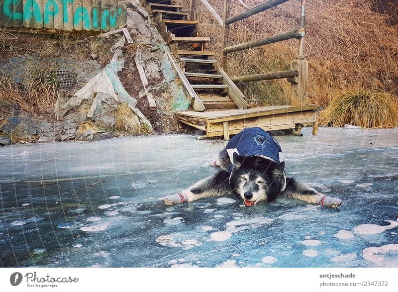 Kappi on ice Dog 1 Animal Blue Adversity Slip Funny Winter Slippery surface Colour photo Exterior shot Deserted Day Deep depth of field Animal portrait