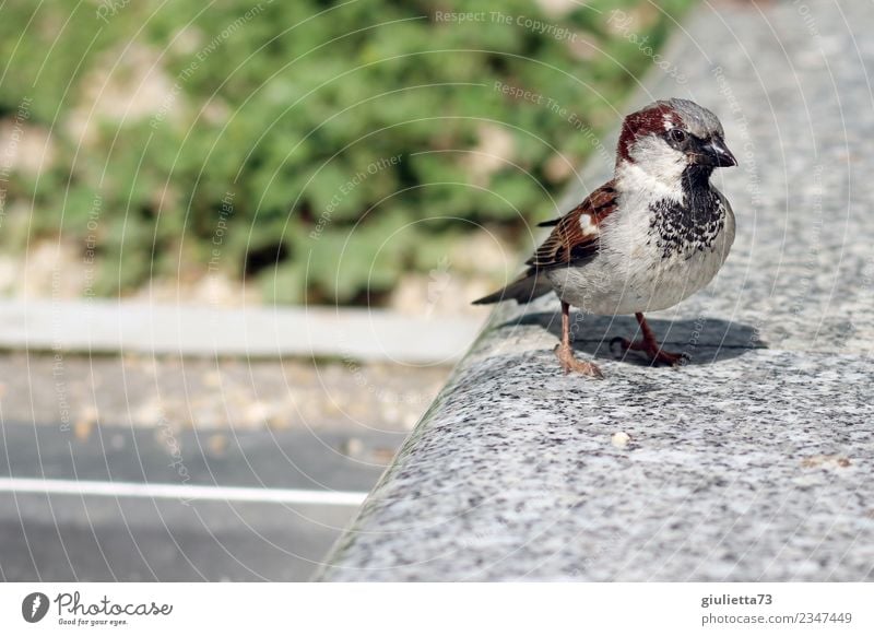 Mr Sparrow Sun Spring Summer Beautiful weather Animal Wild animal Bird Passerine bird Songbirds 1 Observe Brash Curiosity Positive Climate Nature Environment